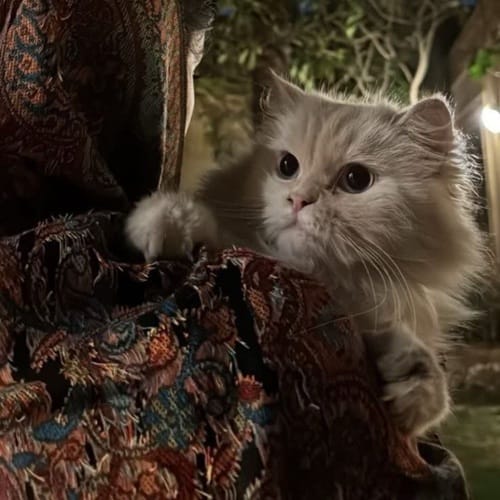 دانلود آهنگ فرووال دل اسیره (هوش مصنوعی) - آلیس موزیک